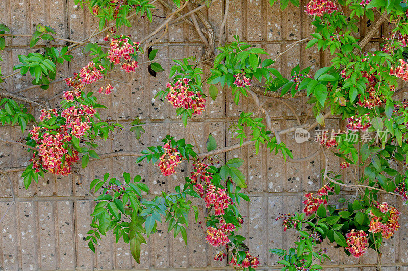 Bignonia capreolata /交叉藤